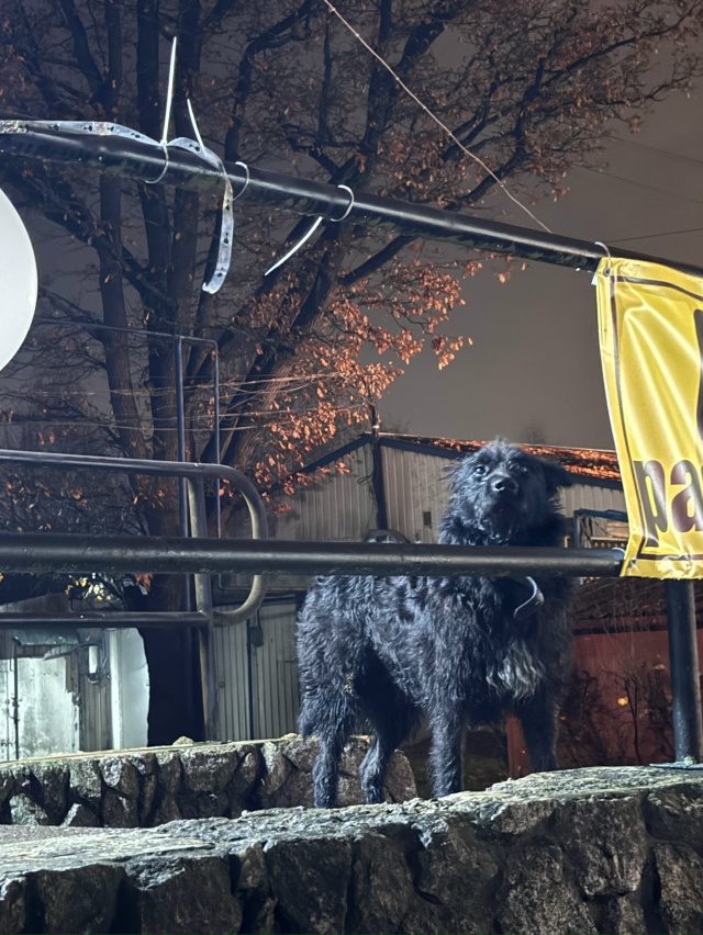 Черный пес, пугливый в ошейнике. Мечется у дороги, окол?...