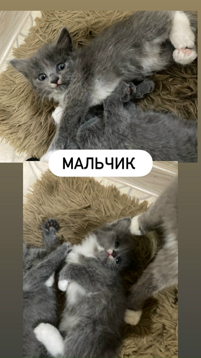 ГОРОД ЗАОЗЁРНЫЙ!!!
Отдам котят в добрые руки!Котятам 1,5 ?...