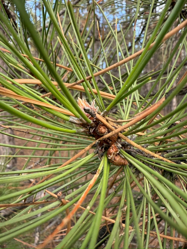 Шишки, иголки и мох. Это все, что нашли в лесу 😁