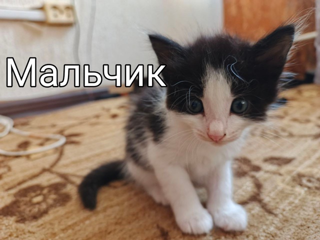 Маленькие пушистики ищут себе дом😻😻😻
Возраст 1 меся...