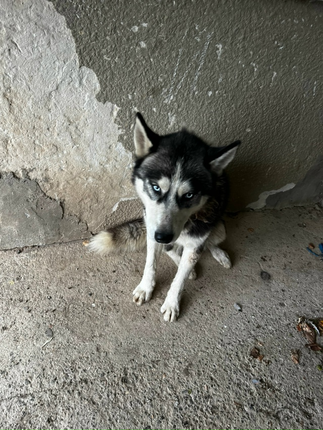 Потерялся хаски,ходил между трассой колоски-ромашкино...