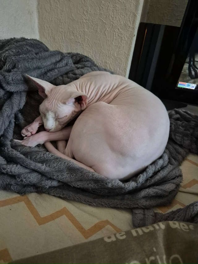 Кися , 2 лет . Хотел кошку , а получил ребёнка.