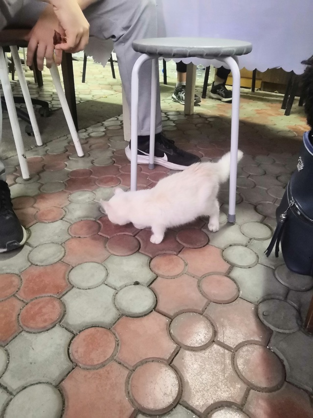 Нашлась кошечка, в районе ул. Чкалова, отзовитесь, чья п...