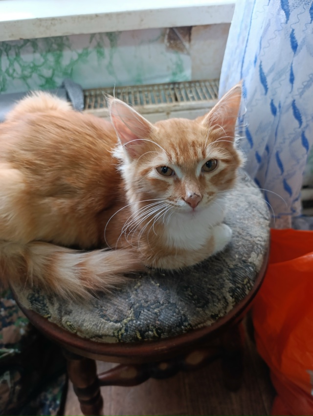 Подобрал с улицы . и вот такое рыжее чудо за три месяца ?...