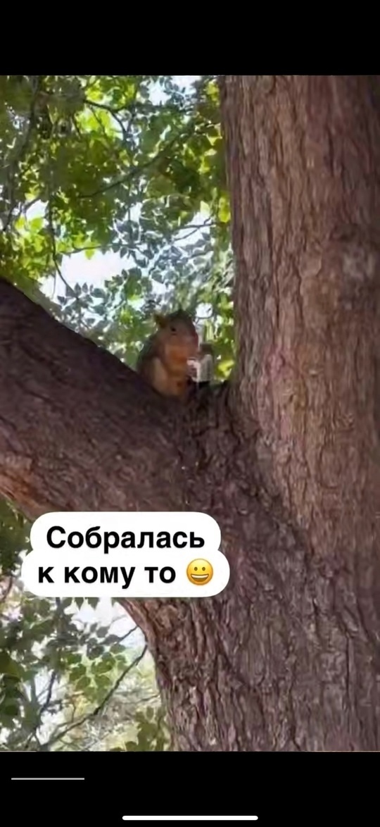 А вот и белочка пришла, а вы не верили!