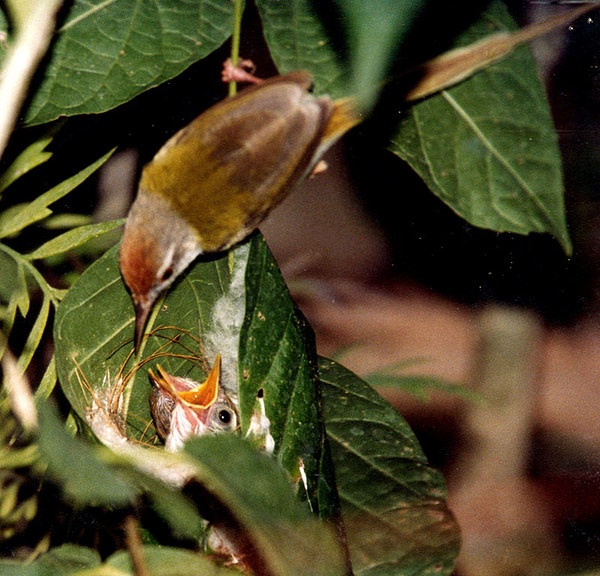 Птица-портниха: как маленьким птичкам удается шить дом...