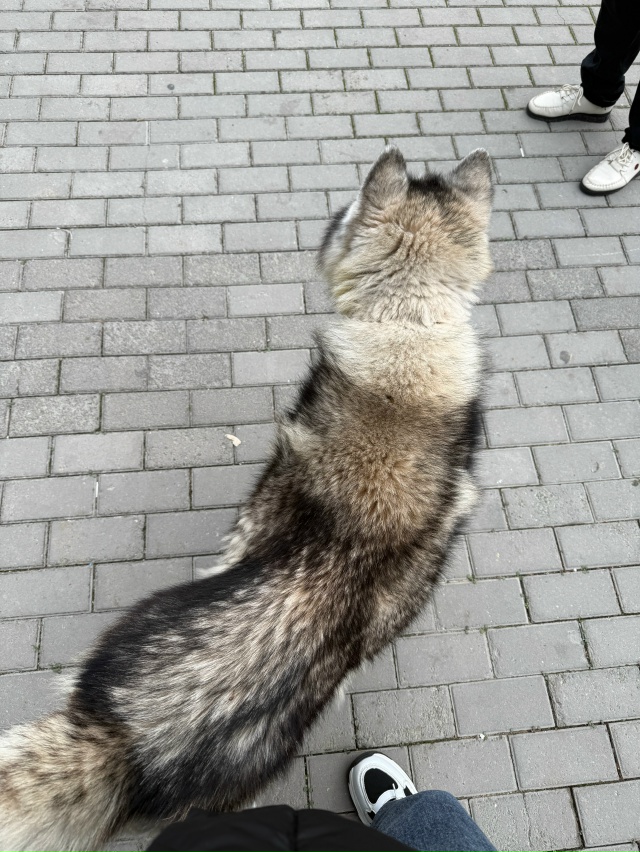 срочно!!!Чья потеряшка?Бегает по Фрунзе около аквариум?...