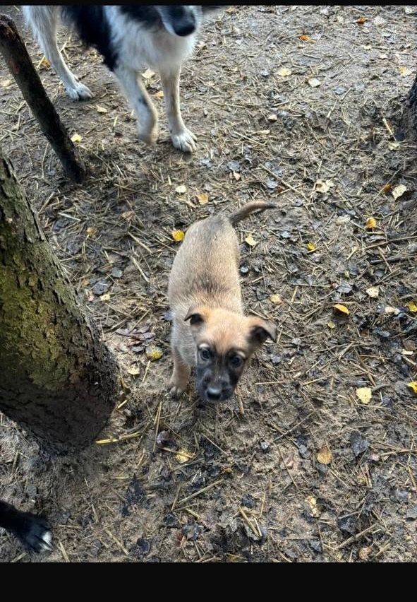 ‼️ СРОЧНО ‼️🚨
Щенки в отлове Ульяновска‼️🚨Через 3...