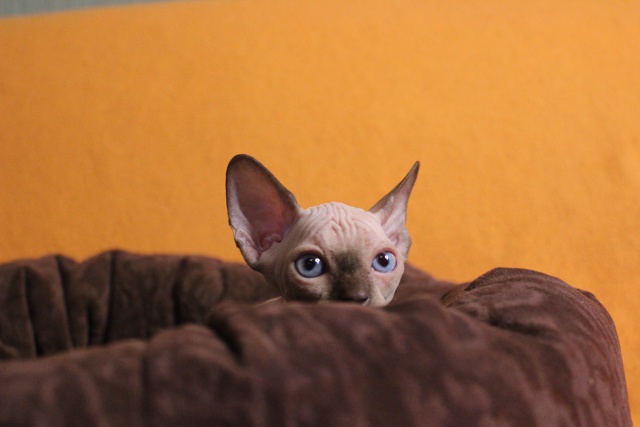 Малышка. Мумбаи очень ласковая, нежная и робкая девочк?...