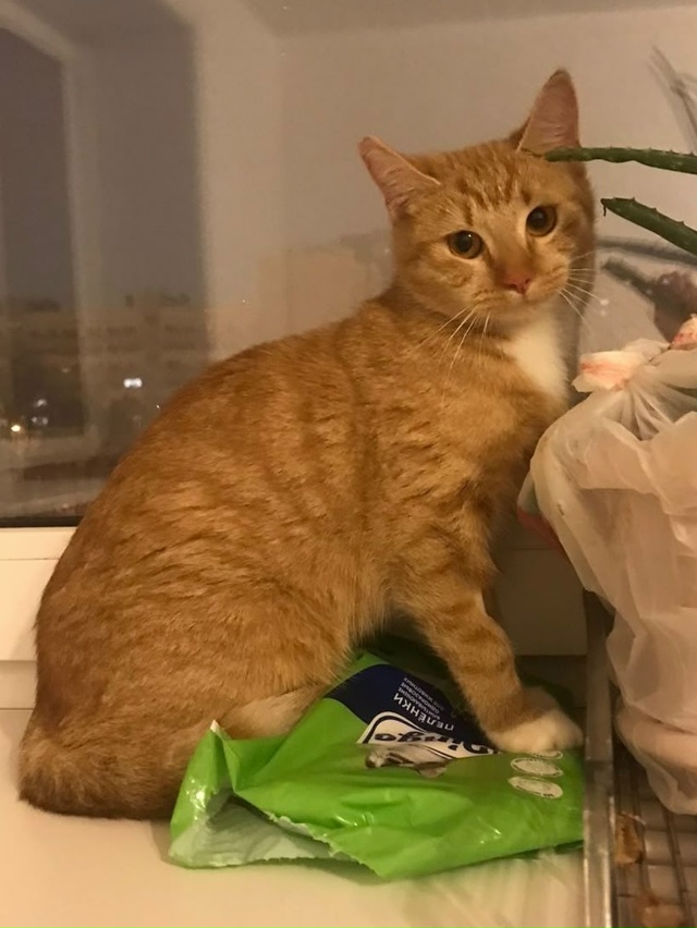 Санкт- Петербург
ИЩЕМ ДОМ ДЛЯ РЫЖЕЙ КОШЕЧКИ🥰😍🥰
Вы у...