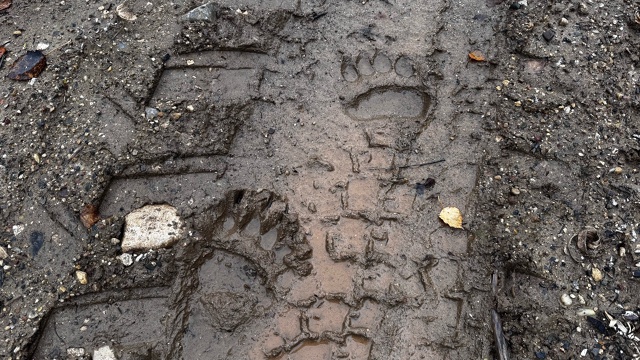 Встретили такие следы за Неклюдовской. Это росомаха?
#...