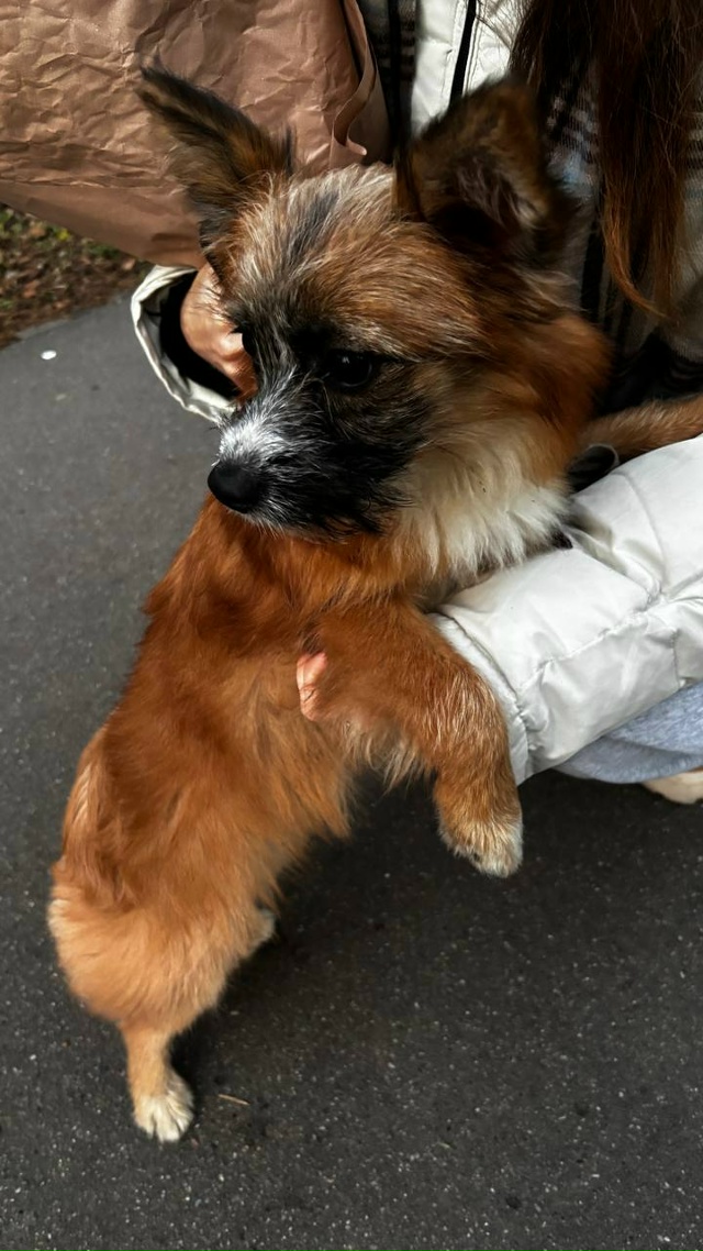 Собачка милая бегает на Северном 13
Уже убежала дальше,...