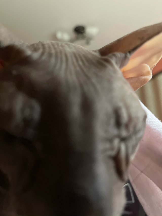 Мой лысый попи Филя