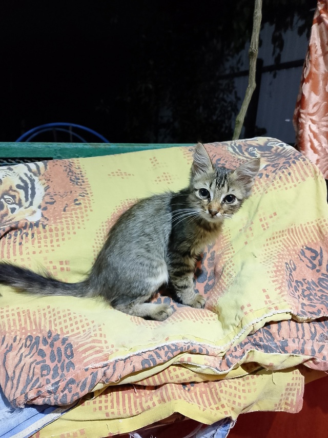 Очень ласковая игривая кошечка ищет дом, к еде не приве...