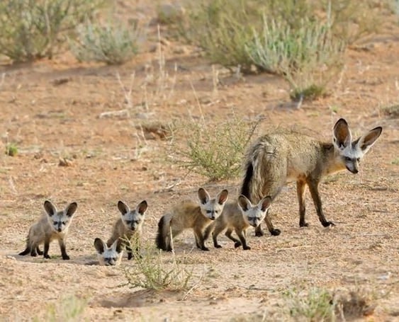 Большеухая лисица: триада в поисках навоза Это больше...