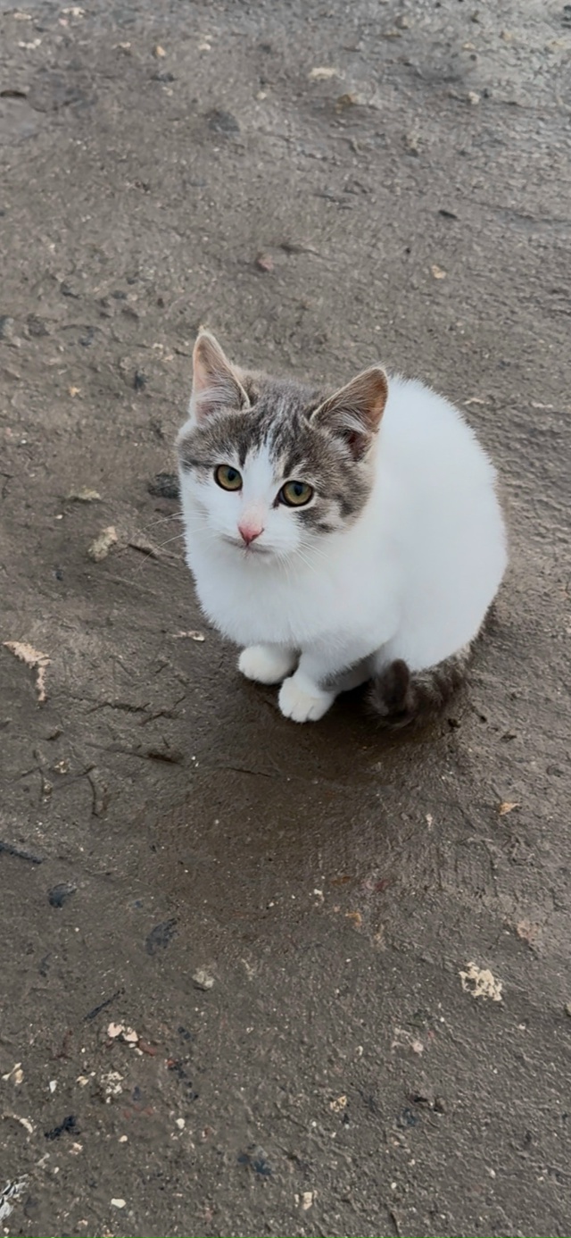 Добрый день. В г. Приволжск ищут дом вот такие красивые ...