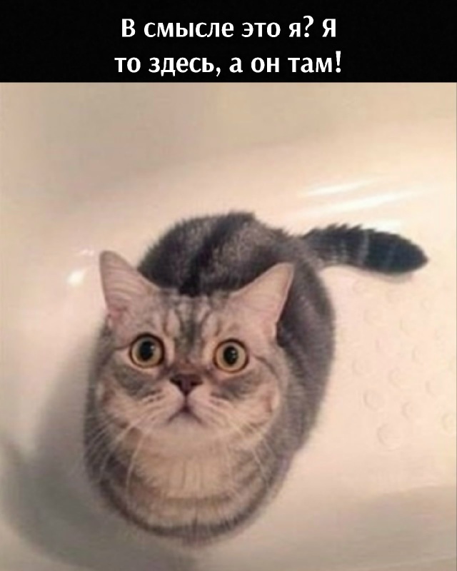 Котик в непонятках😂