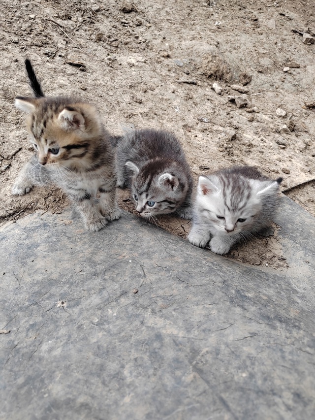 Отдам в добрые руки котят