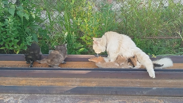 Кому нужны котята от хорошей кошечки? ( бездомная сама, ...