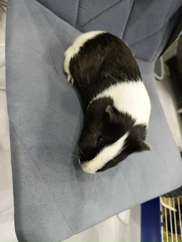 Отдам в дар морских свинок. Мальчики. Покупали в январе...