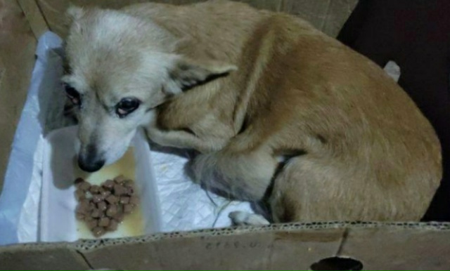 😥 Посмотрите в эти глаза...
В Ялте спасли собаку с огро?...