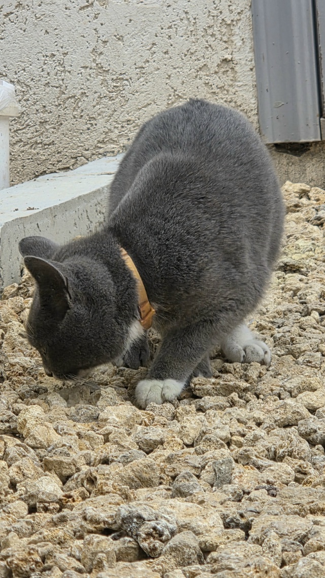 Всем здравствуйте! Прибилась кошечка, оранжевый ошейн?...