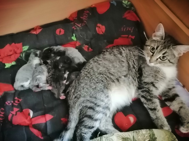 ‼️ ПРОСЬБА О ПОМОЩИ! Ивановская область, г. Родники
❤...