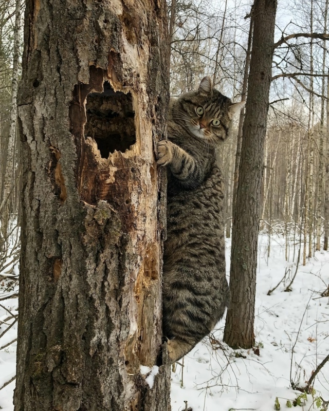 Этo Pыcик.
Oн любит xoдить c xoзяйкoй в лec и лaзaть пo дepeвьям.