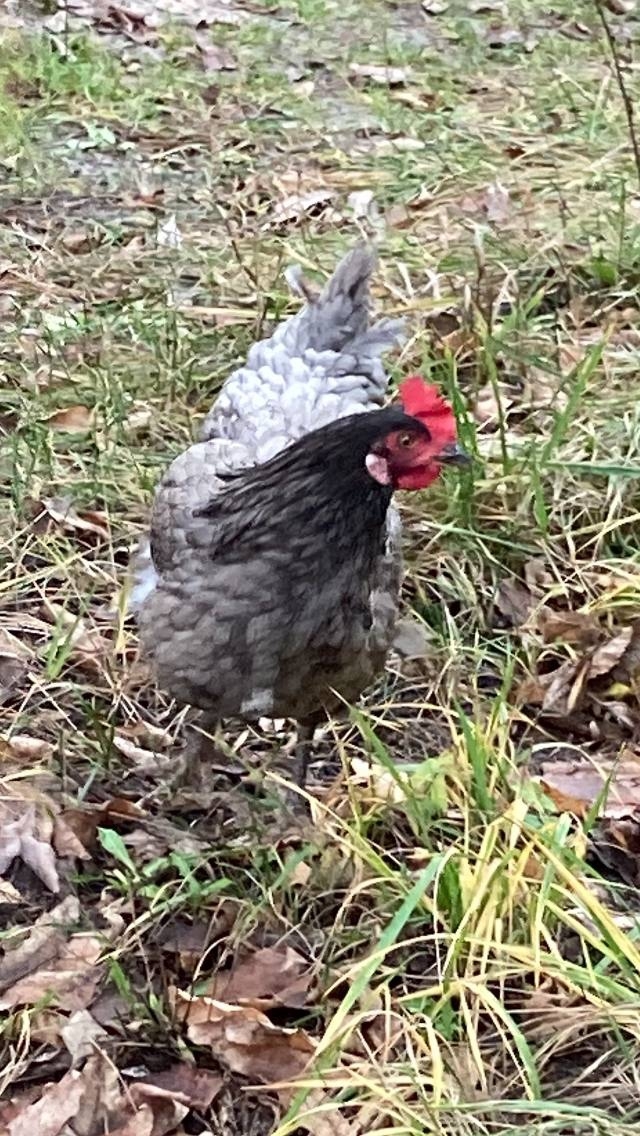 У остановки у больницы гуляет курица. Не потерялась ли?...