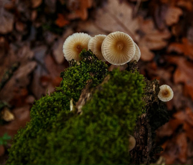 🥰 Осенняя красота в лесах Воронежской области