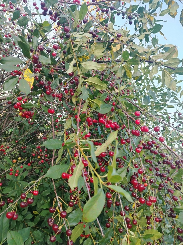 Продам дешево вишню, красную смородину, малину, крыжов?...