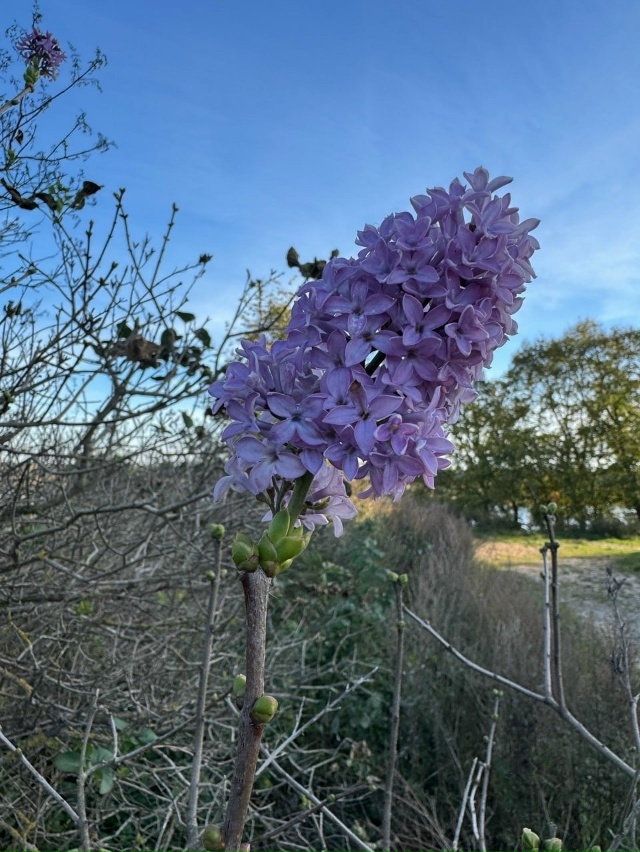 Псковичи делятся фотографиями цветущей в октябре сире...