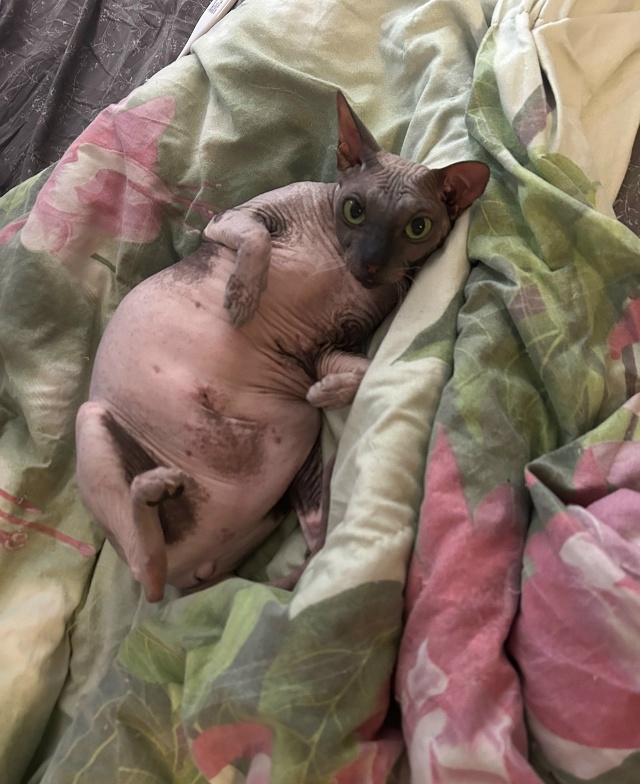 Всратые кроватные Груша ( с усами) и Киви