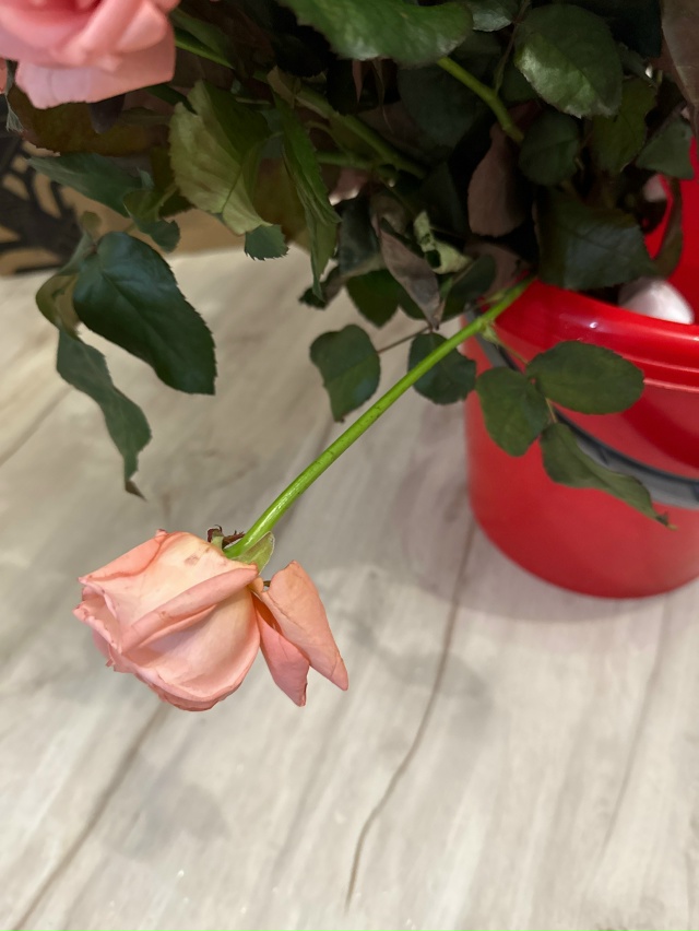 💔 Испорченный праздник: 51 роза, завявшая за полдня, и п...