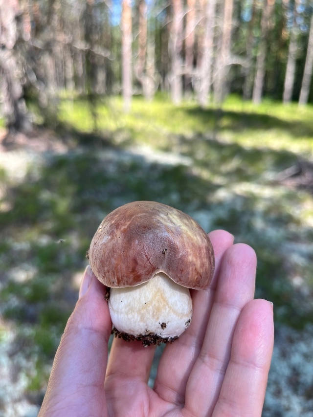 Вот так улов 🍄‍🟫👍 У кого-то вечером будет жарёха ил?...