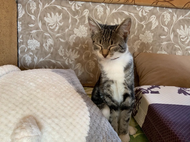 добрый день, потерялась кошка, 5 месяцев, оранжевым оше?...