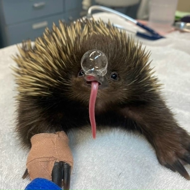 Учёные выяснили, как именно ведут себя австралийские е...