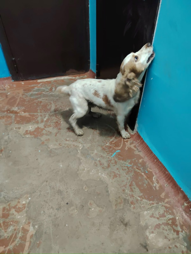 Чья потеряшка?Второй день скулит у дверей по адресу ул....