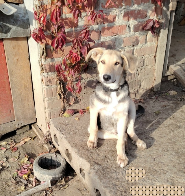 Два замечательных мальчика, Панда и Рон очень ждут сво?...