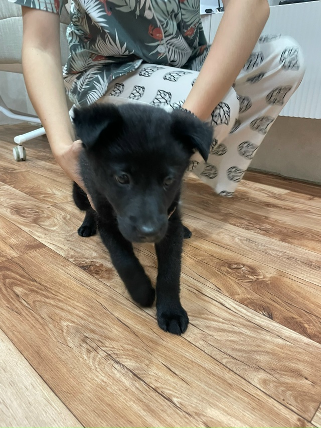 Help ❗️❗️❗️❗️❗️Помогите пристроить щенка(девочку) ...