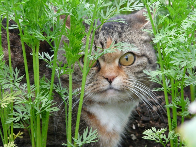 Зина и морковь