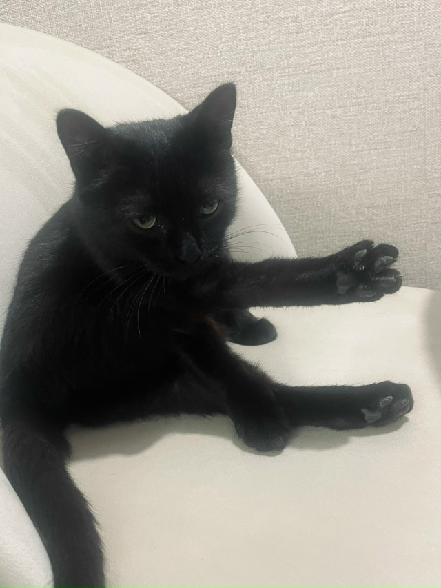 Молодой кошечке Анфисе ищем теплый дом и добрых хозяев...