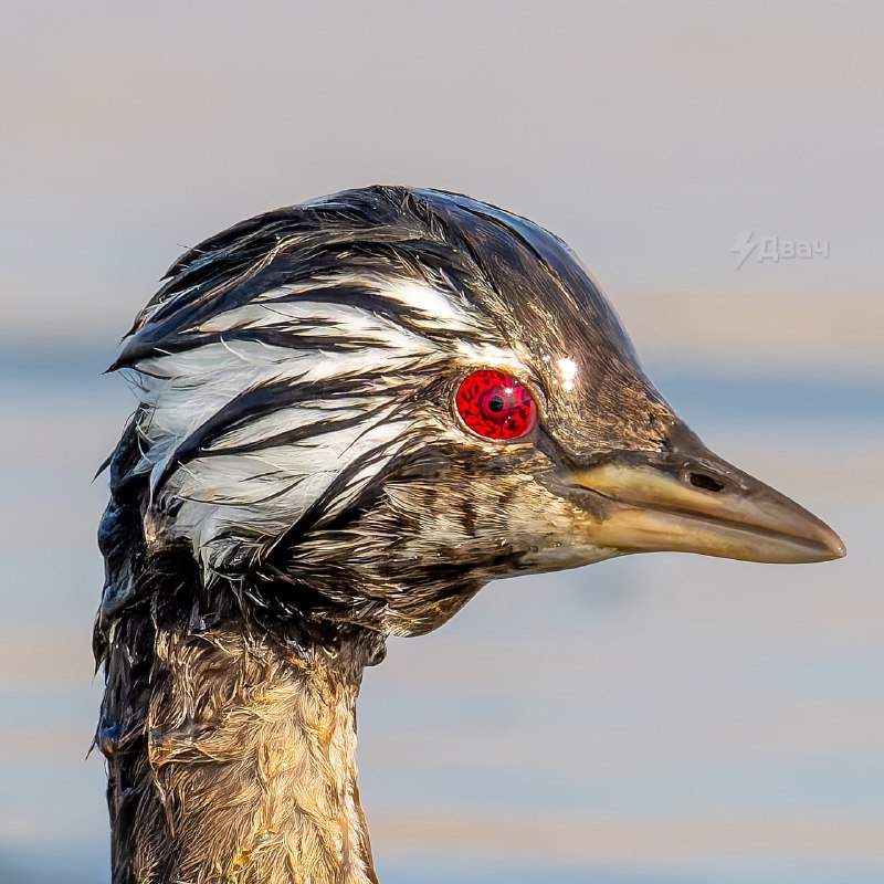 В Южной Америке нашли птицу с Шаринганом
Зовут её белохохлая поганка. Её главная фишка — ярко-красн