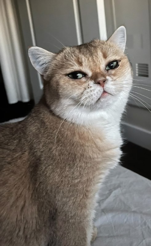 Тян показала свою кошку, у которой от природы такие ровные стрелки, будто глаза реально накрашены по