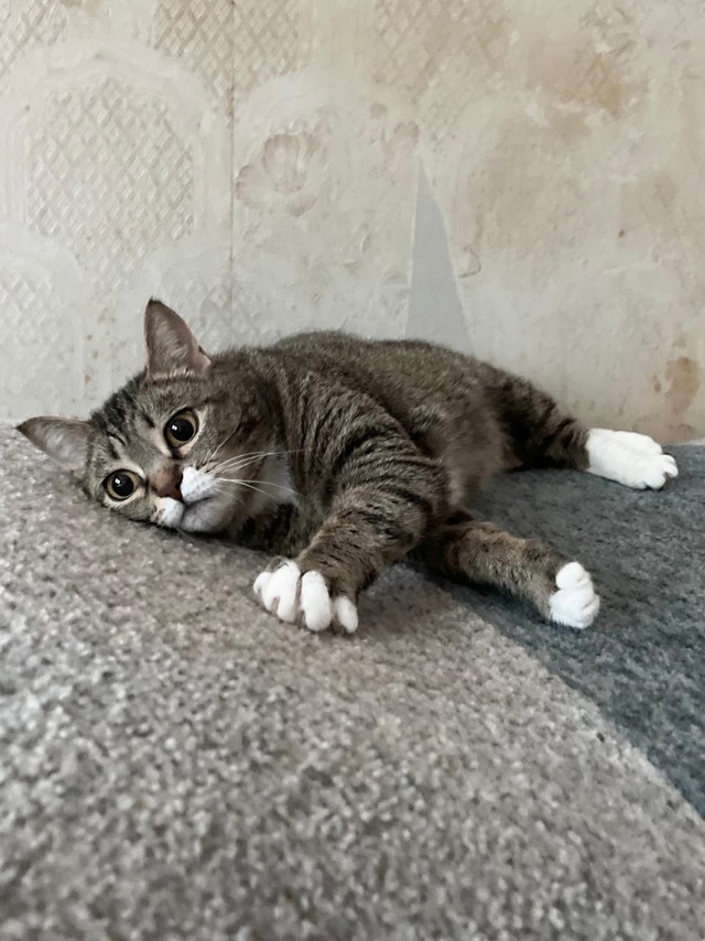 🐾 Ищет дом кошка ДУСЯ! 🐾
Познакомьтесь с Дусей — неж?...