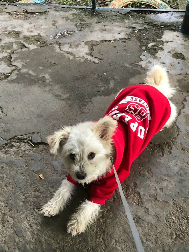 ‼️пропала собака, она в красном ошейнике, по ул.Пионер...