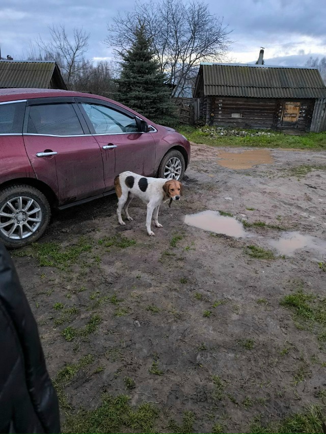 Кто потерял собаку! Вышел в Белоусове!