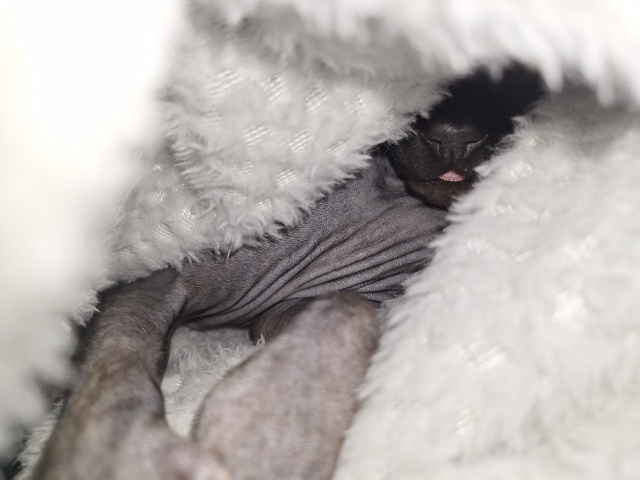 Тысяча и один Бусь🐈‍⬛❤️