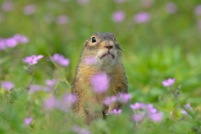 ‼️ Более сотни редких сусликов успешно обжились в рег...