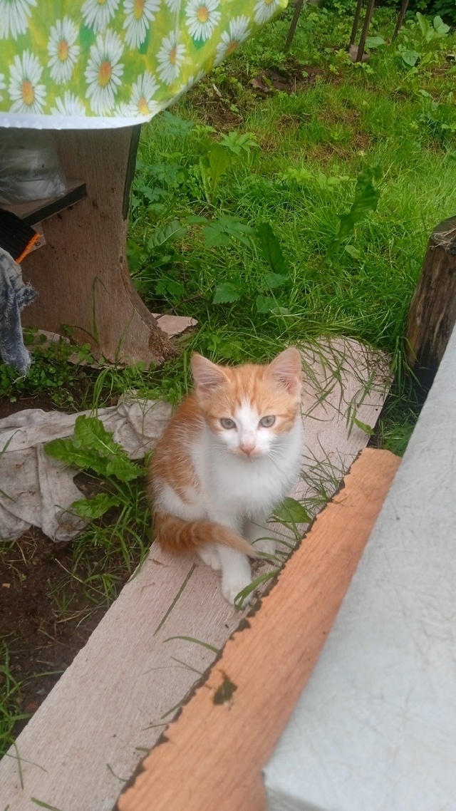 Котята ищут своего друга.обращаться по телефону 89517556637...